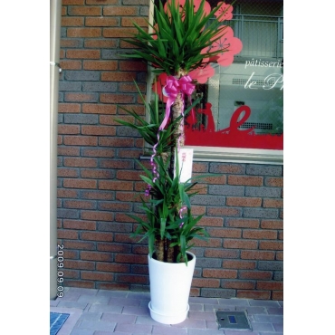 観葉植物（ユッカ）青年の木